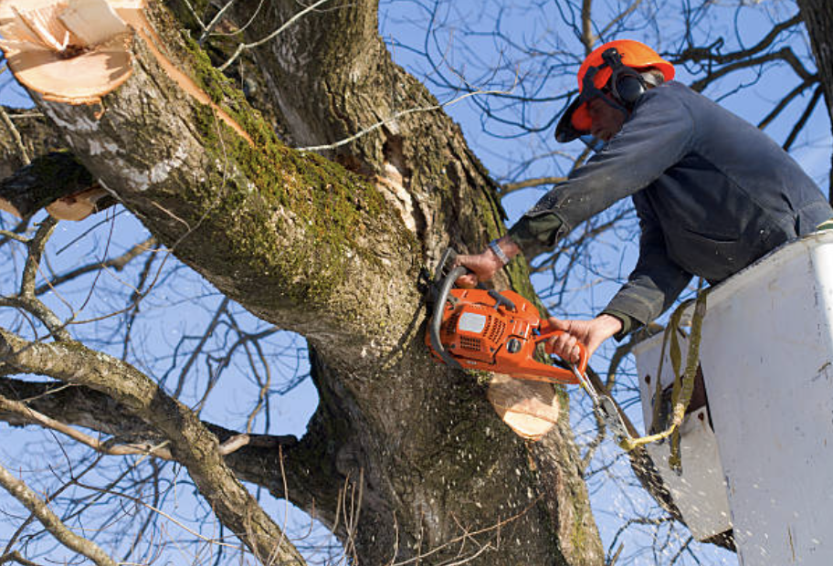 tree pruning in East Sumter